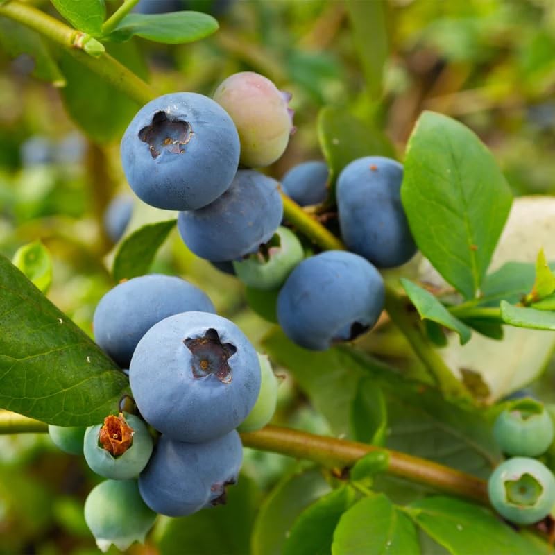 2 Biloxi Blueberry Bush Live Plant, Blueberry Plants Live 5-9 Inch Height
