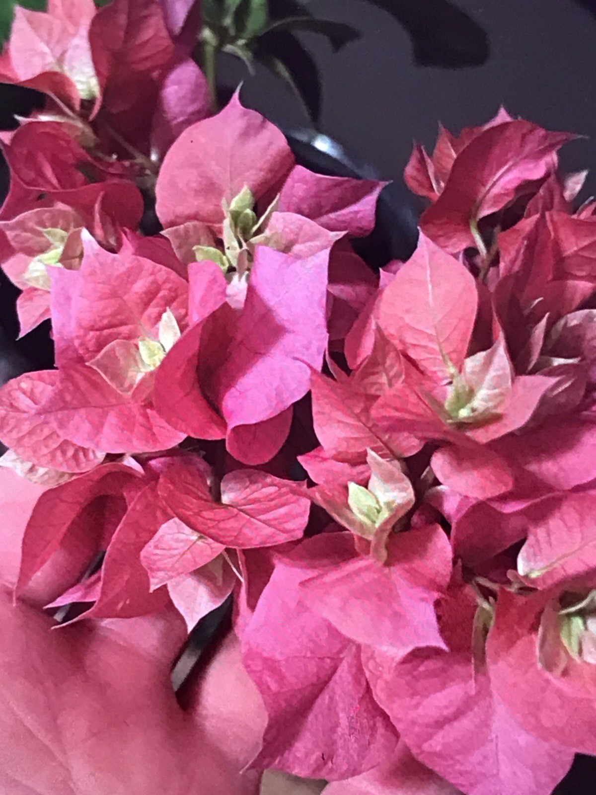 bougainvillea live plant Double Red