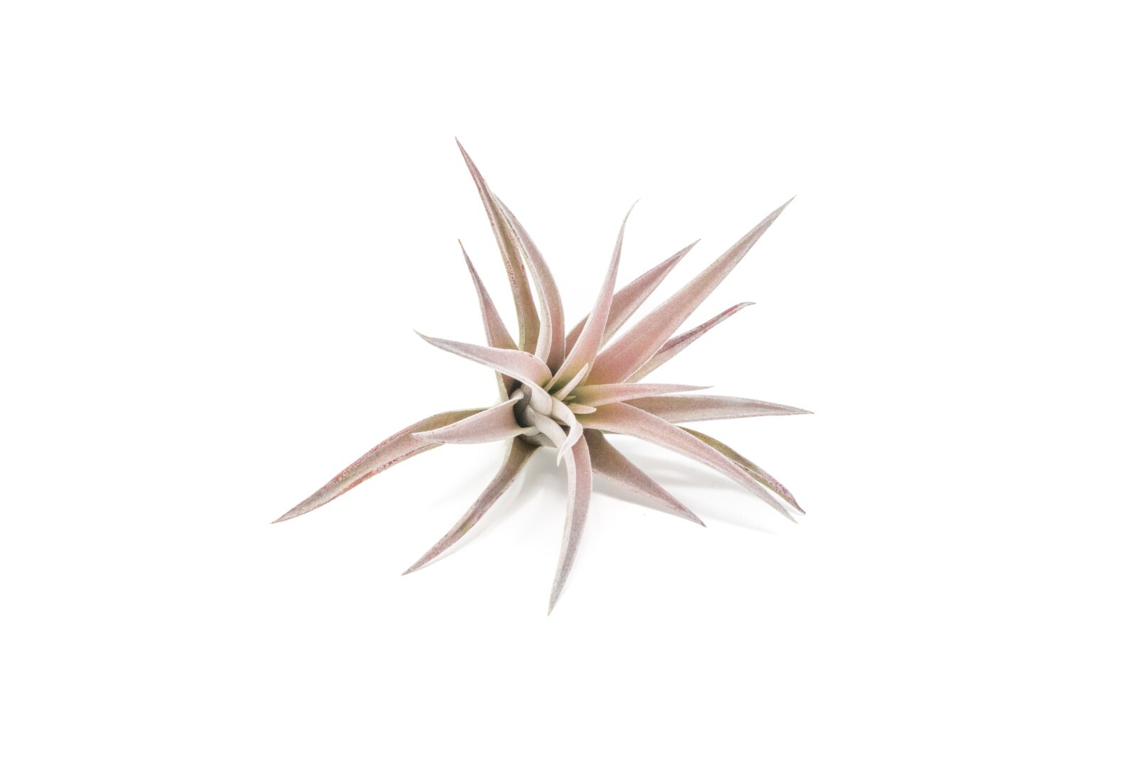Air Plant Tillandsia Harrisii – Live Air Plants – Easy Care Indoor/Outdoor Decor