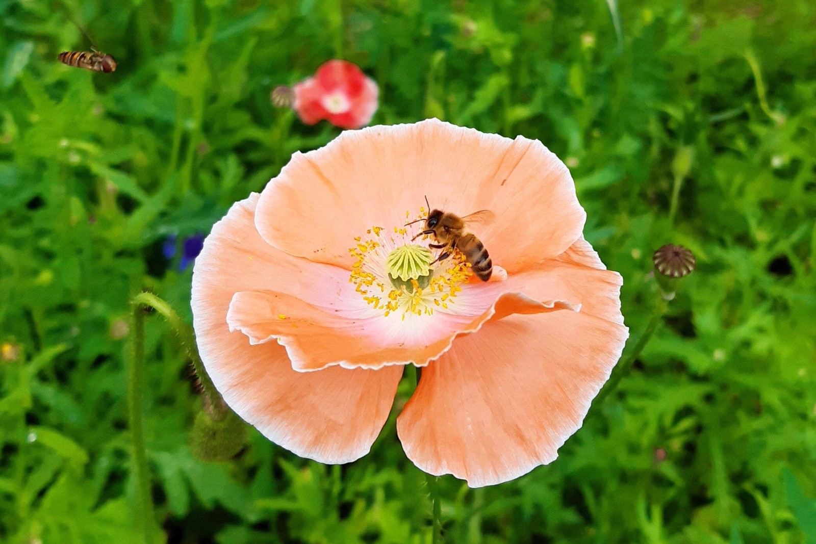 2000 MIXED Color SHIRLEY POPPY Corn Field Flanders ) Papaver Rhoeas Flower Seeds