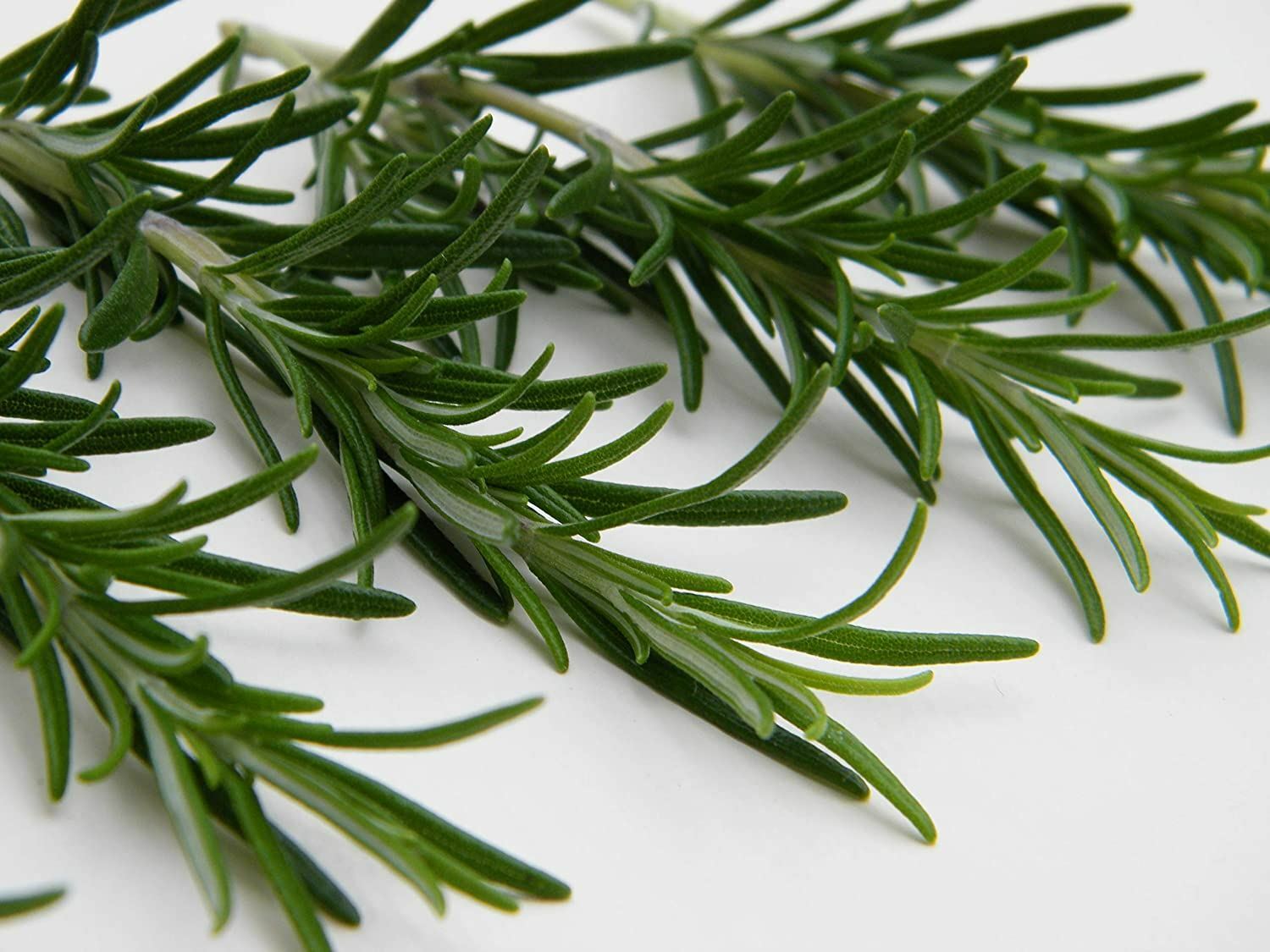 Rosemary Herbs Seeds , Rosemary Herb Seeds, “COOL BEANS N SPROUTS” Brand.