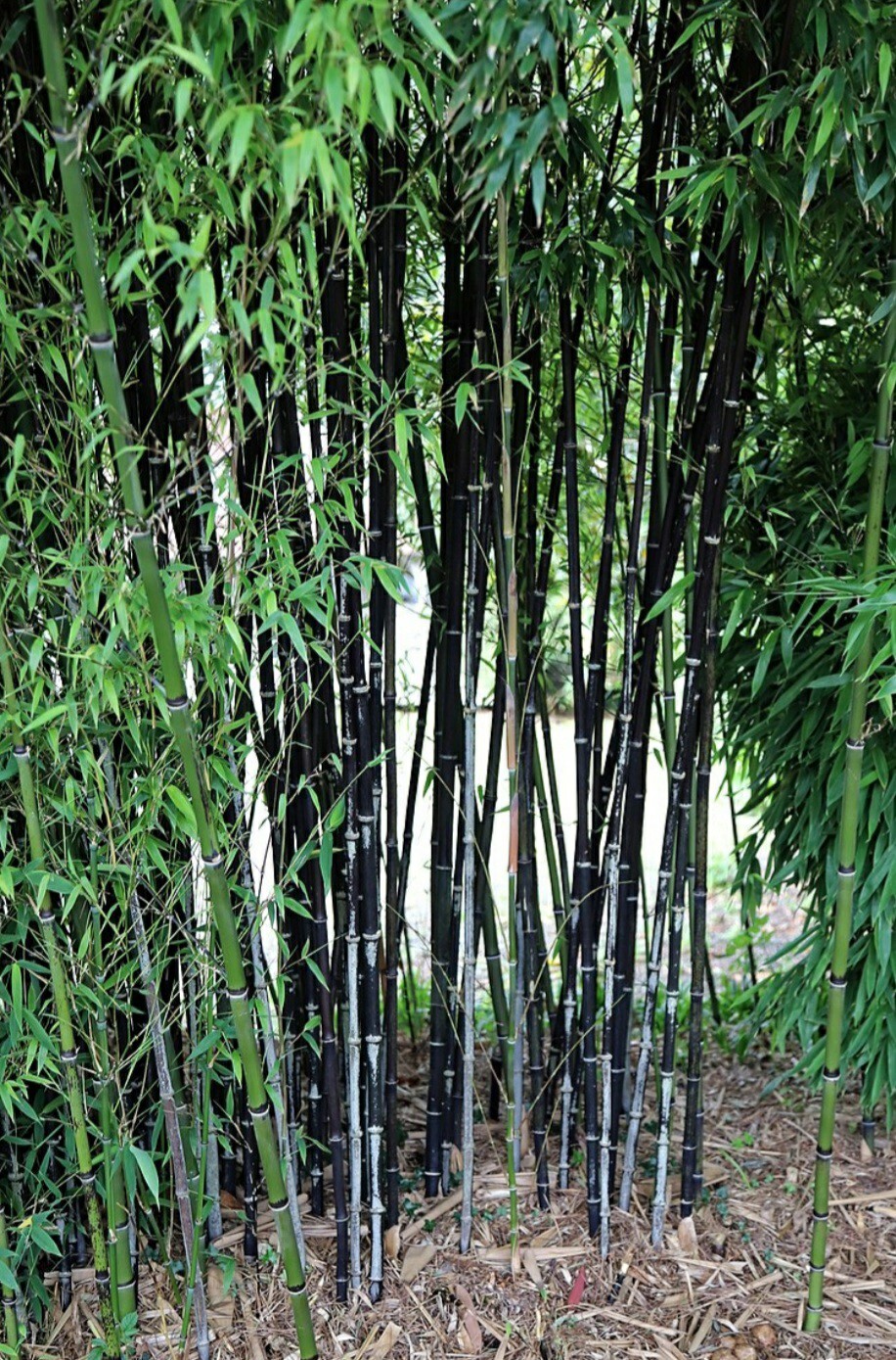 Black Bamboo True Phyllostachys Nigra Live Rhizome Bare Root Starter Plant