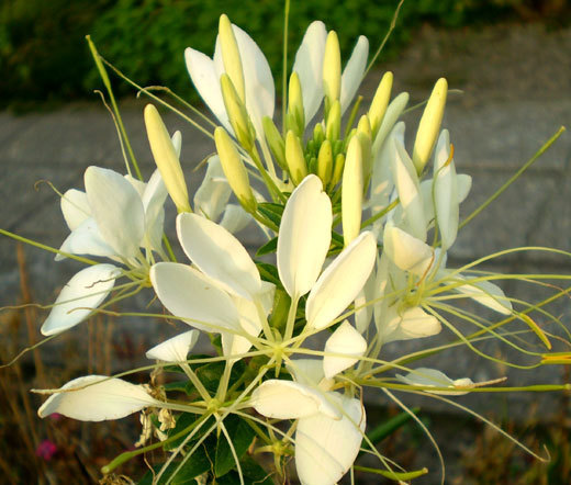 SPIDER FLOWER WHITE QUEEN Cleome Hasslerianai – 100 Bulk Seeds