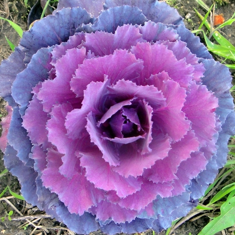 200+ ORNAMENTAL KALE SPRING MIX SEEDS FLOWERING VEGETABLE GARDEN CABBAGE NON-GMO