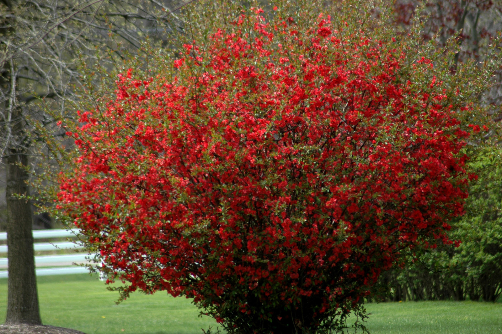 TEXAS SCARLET FLOWERING JAPANESE QUINCE LIVE STARTER PLANT