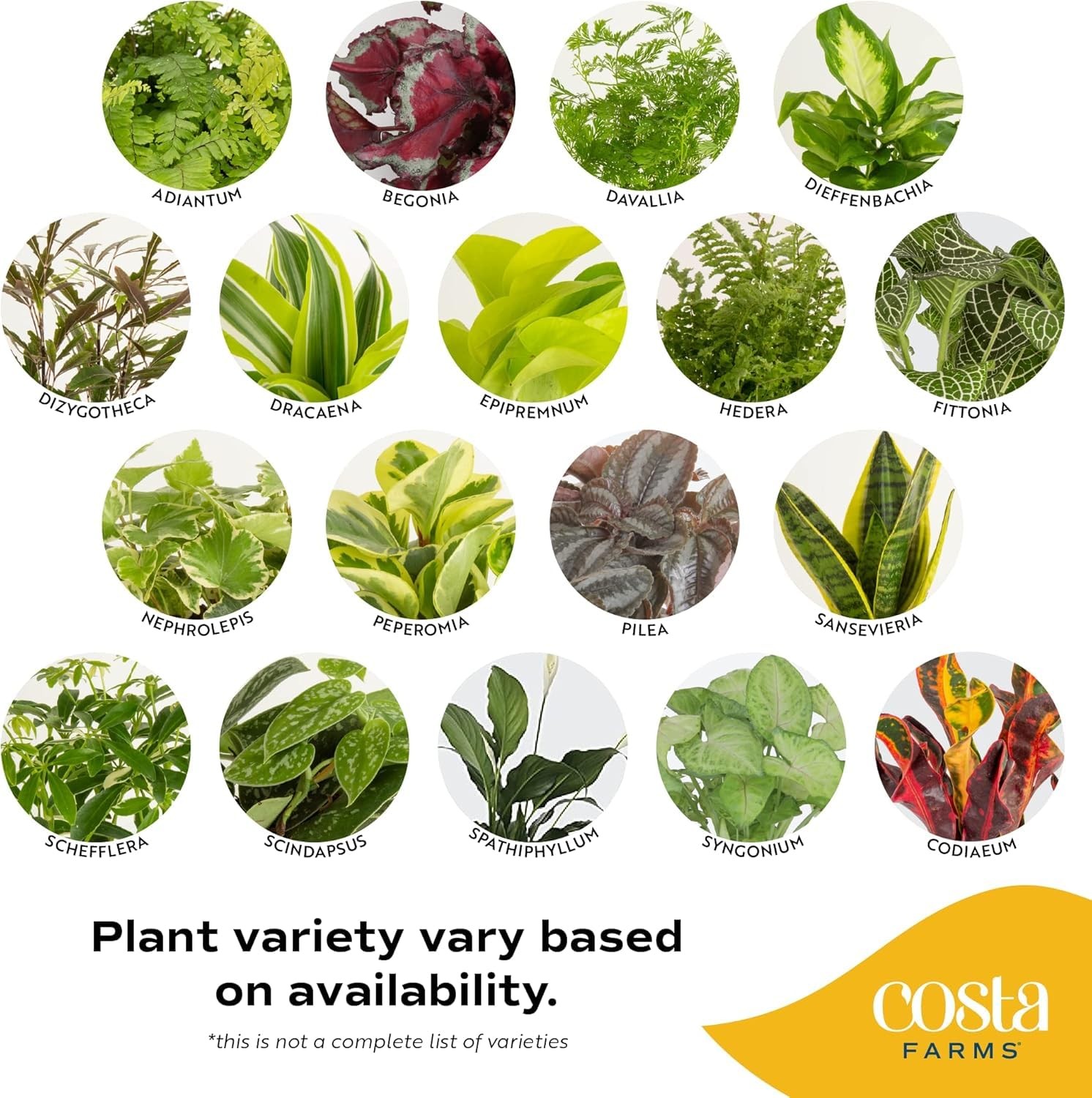 Live Indoor House Plants (3-Pack), Hand Selected Easy to Maintain Indoor Asso…