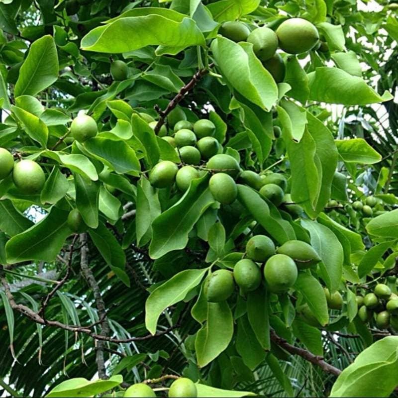 3 X Organic Spanish Lime Live Fruit Tree Ginepa Ginep Plant 12 In In pot quenepa