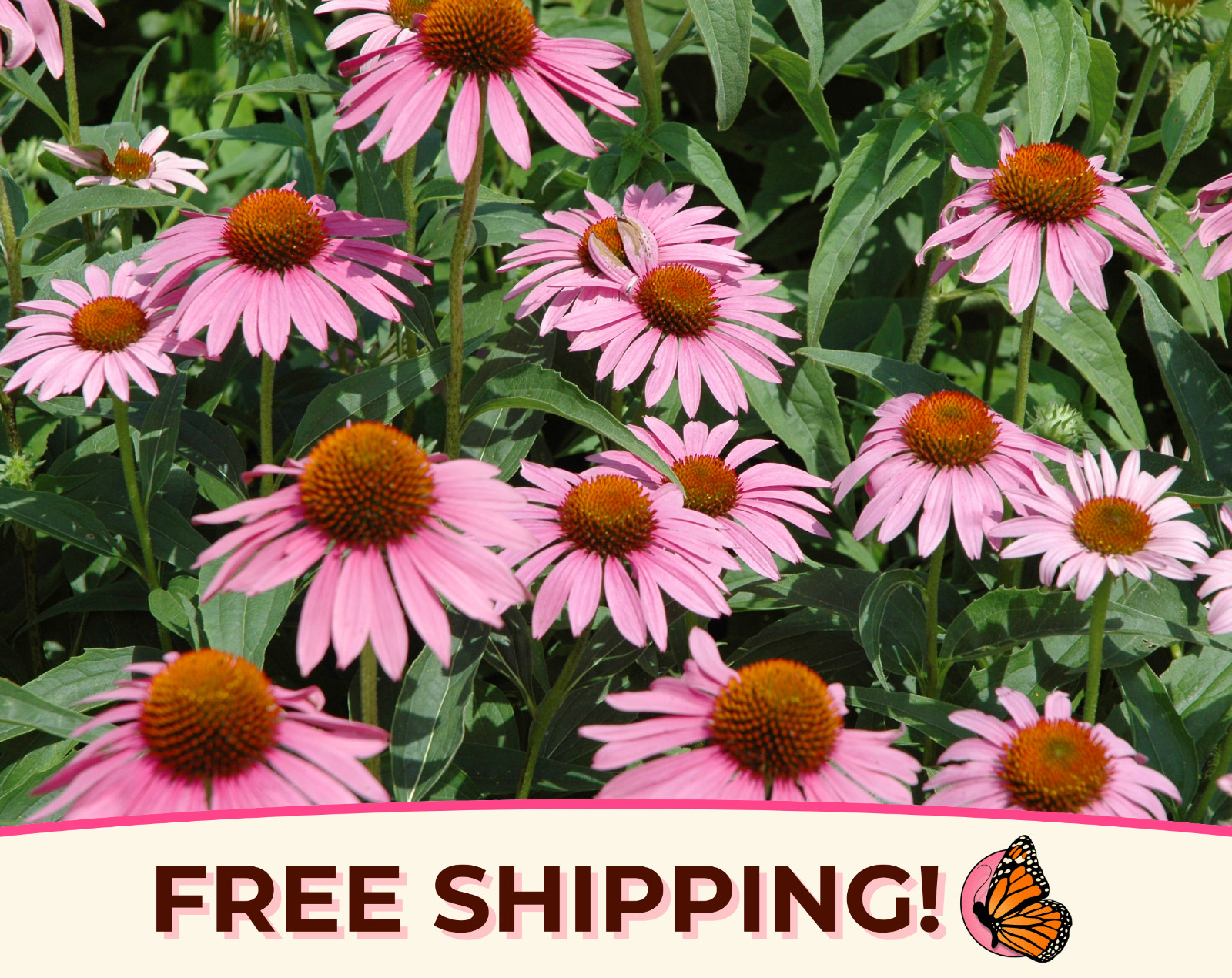 775+ Purple Echinacea Coneflower Seeds | Native Wildflower Butterfly Flower USA