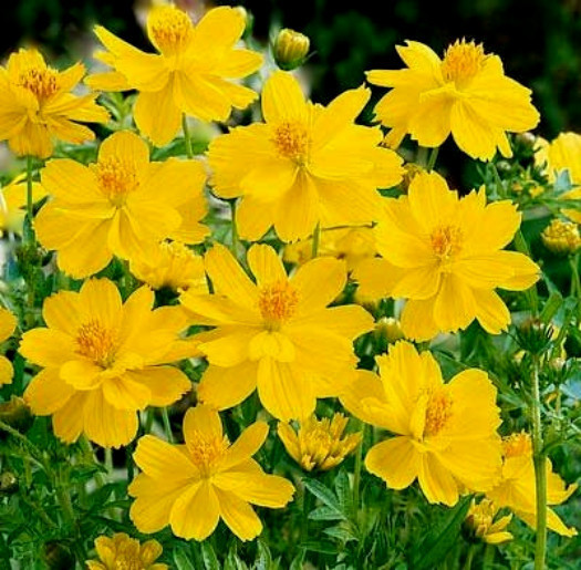 Cosmos Seed, Yellow Sunshine, Sulfur Cosmos, Taller Variety, Non-Gmo Seeds 75ct