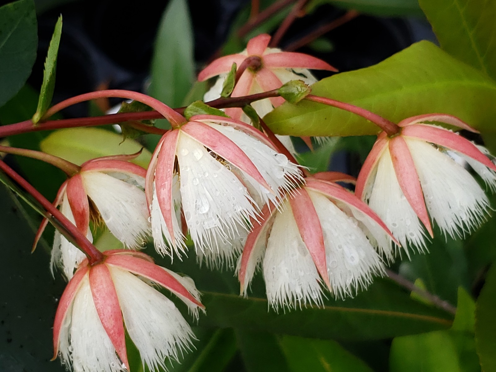 FAIRY PETTICOAT Tropical Tree Butterfly Plant Unusual Fringed Pink White Bloom