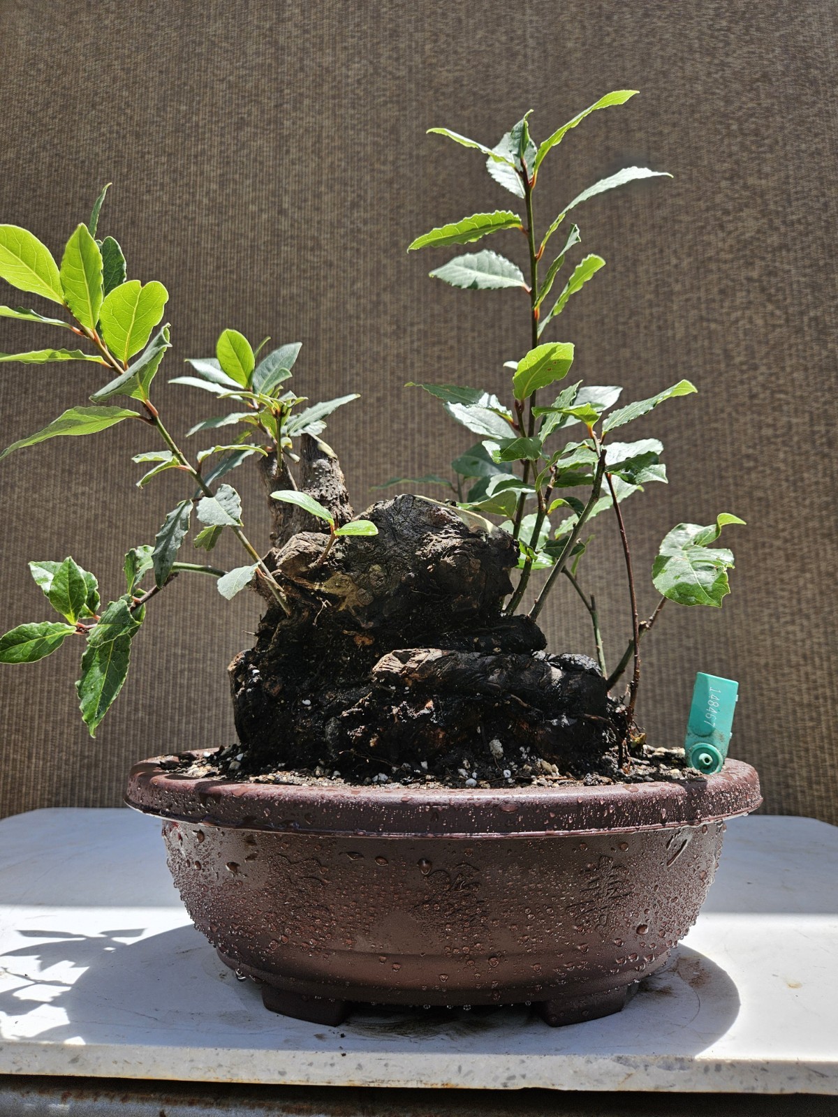 Old Sweet Bay Leaf ( Bay Laurel ) Bonsai Tree,,, SALE
