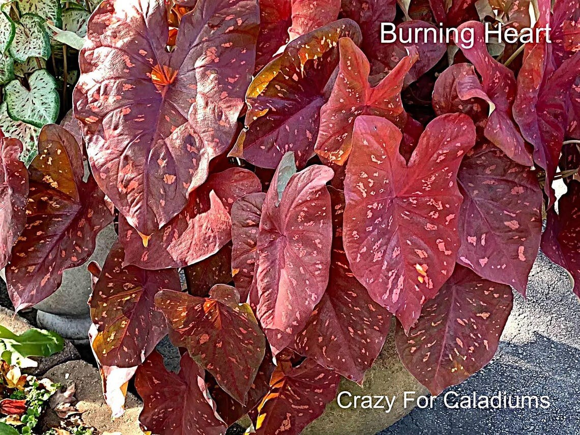 Caladium ‘Burning Heart’ Size #2 (4 Bulbs), 1″–1.5″) | Easy to Grow Foliage