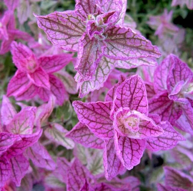 30 Pink Sundae Clary Sage Seeds – Easy to Grow Herb