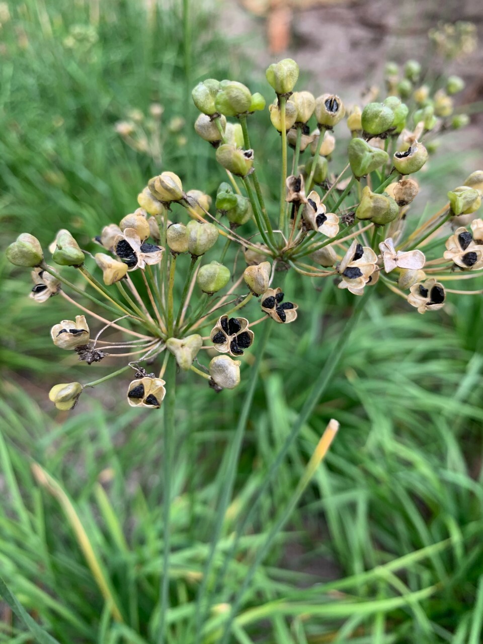 500 Garlic Chives Seeds | NON-GMO |2023 FALL Fresh Garden Seeds 韭菜种子