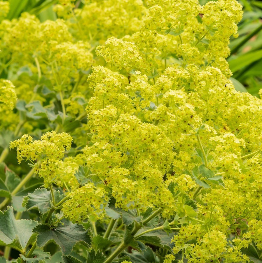Set 2 Alchemilla Thriller Live Plug Plant – 3-6″ Tall – Hardy – Zones 3-8
