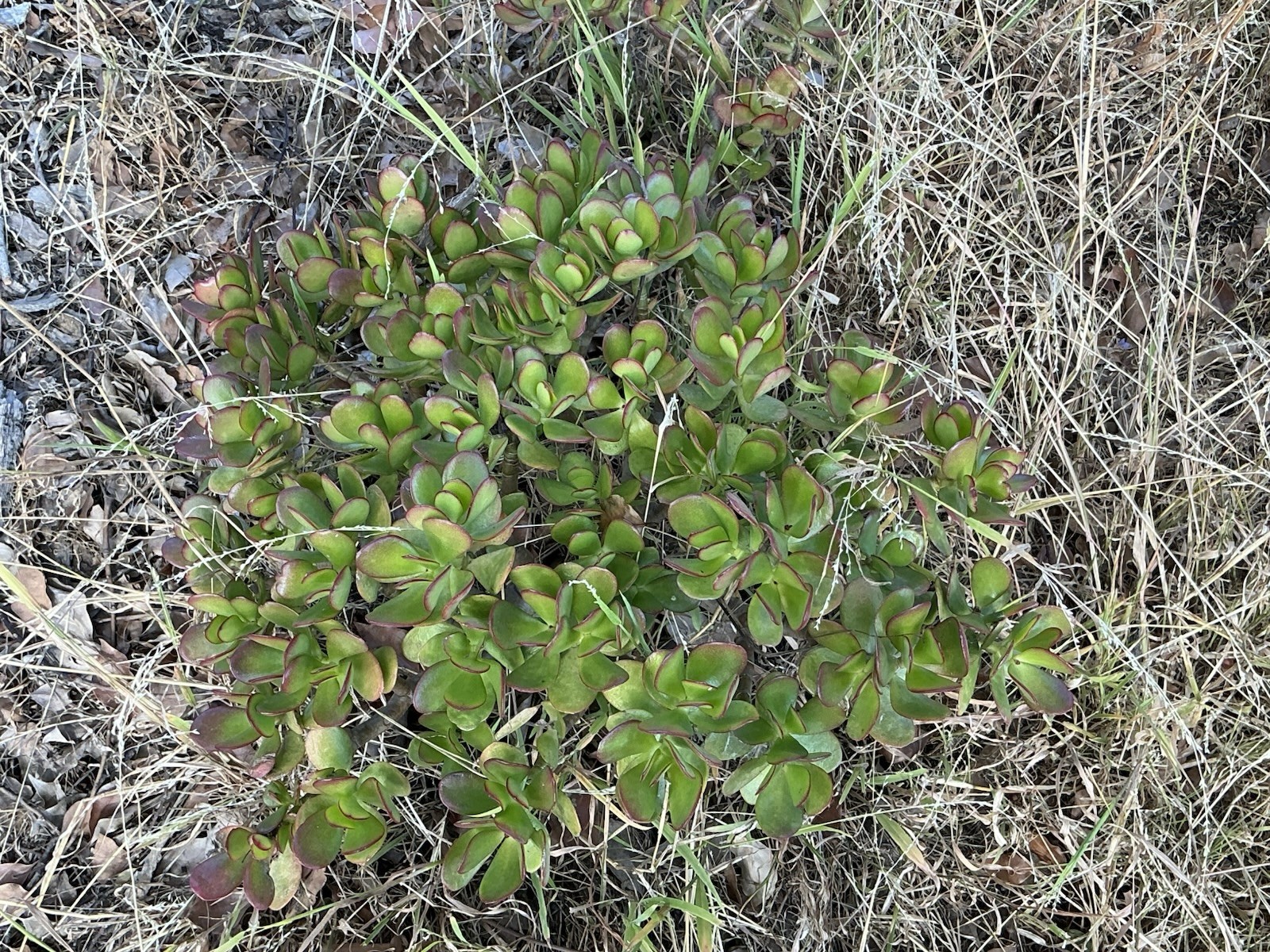 healthy jade plant with roots, Around 15” To 16” tall, rooted