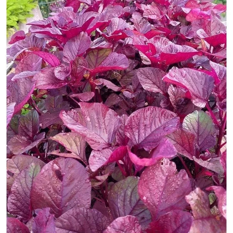 Red Amaranth (Lal Shak) 10,000 Seeds for Planting ( 10 Grams ) লাল শাক