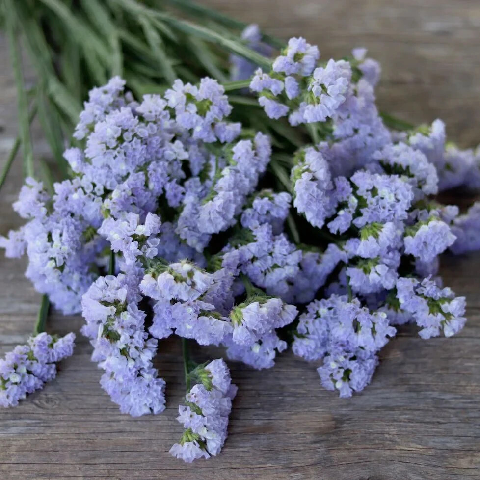 60 seeds STATICE BLUE Limonium Sinuatum Blue River