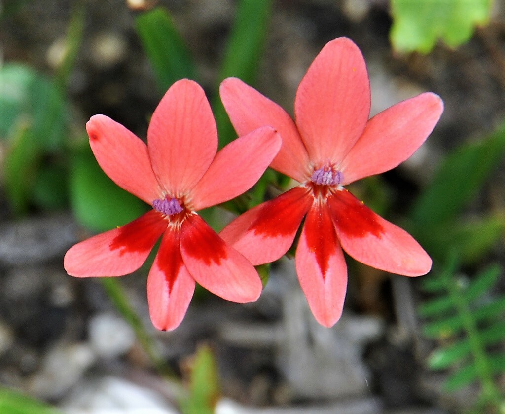20 PAINTED PETALS FREESIA Mixed Colors Anomatheca Laxa Red Blue + Flower Seeds
