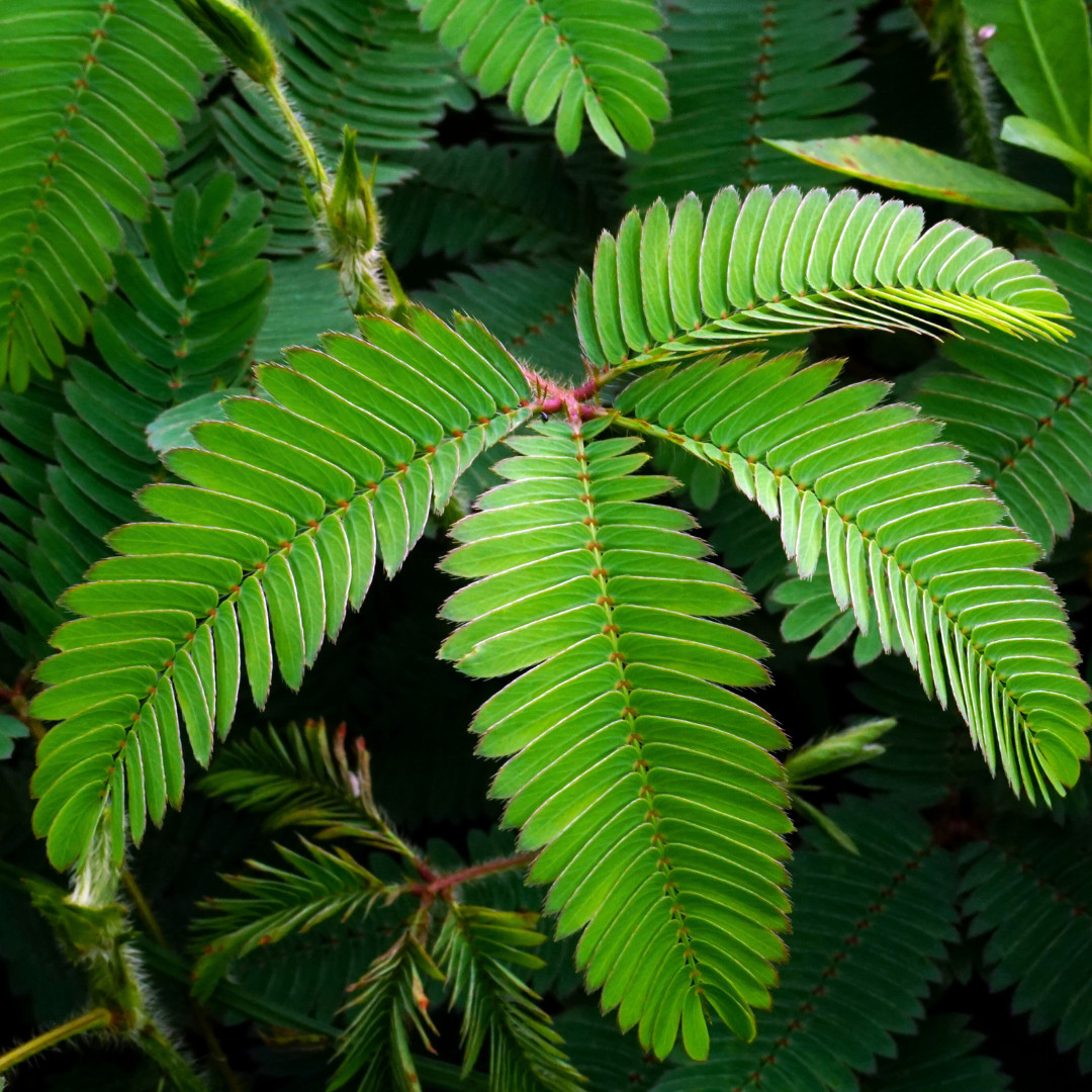Fresh Sensitive Plant Seeds | Mimosa Pudica | Heirloom Non-GMO | Flowers