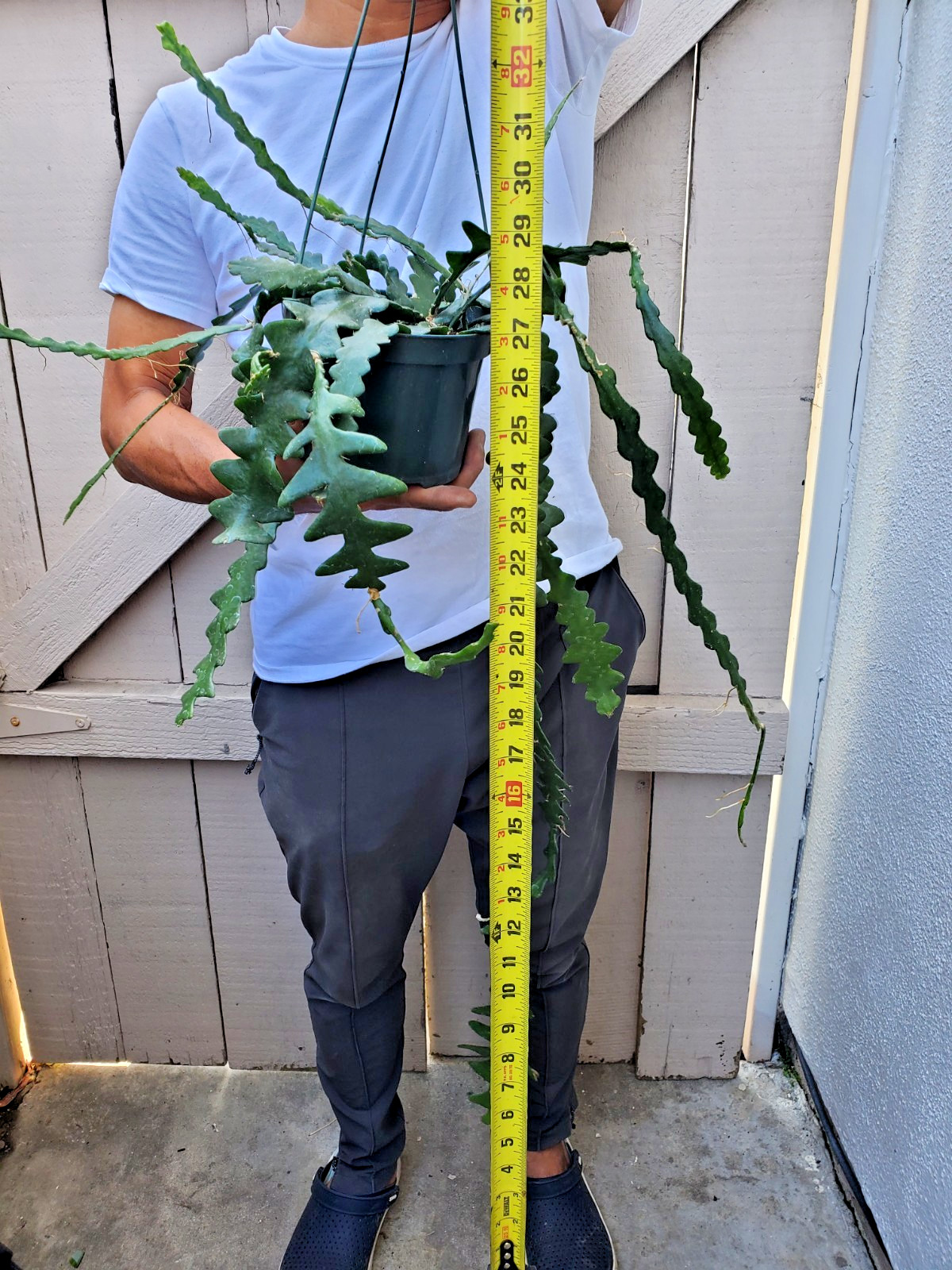 Cryptocereus anguliger Ric Rac Fishbone Cactus Succulent