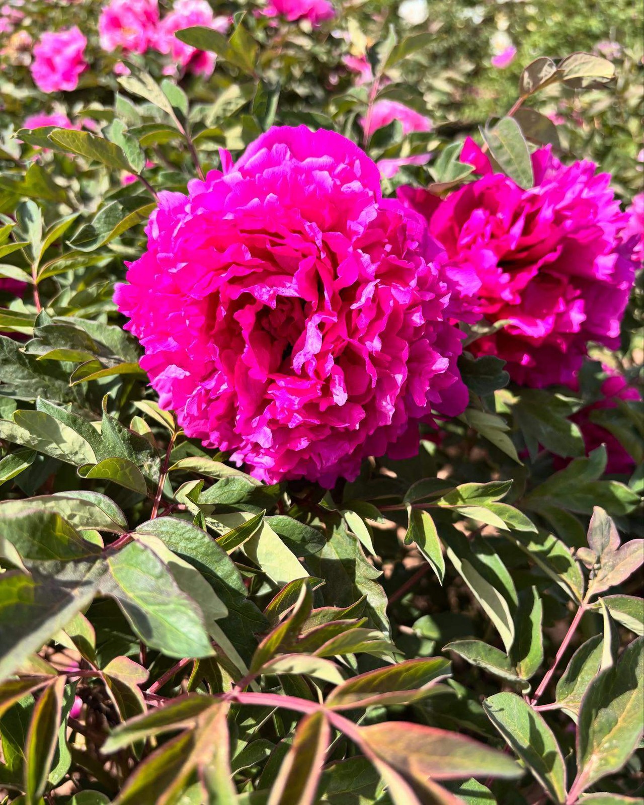 “Li xiang” large flower tree peony