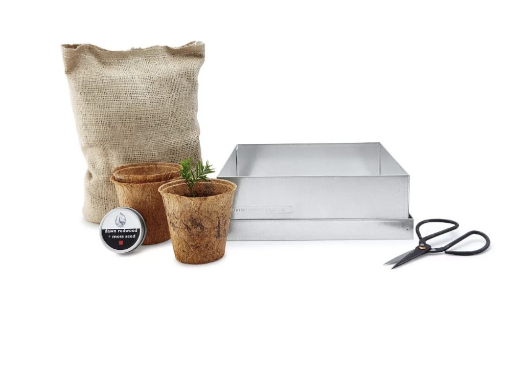 Bonsai Tree Forest Growing kit – Dawn Redwood Forest