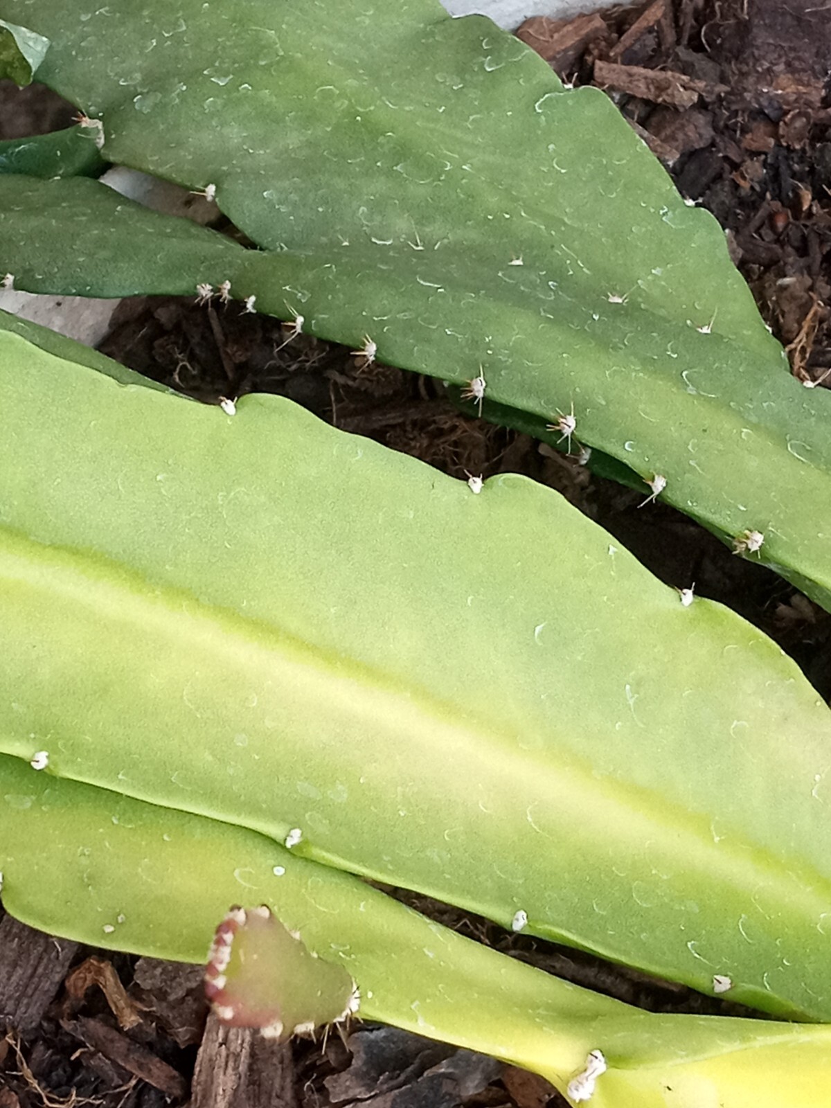 Rare Orchid Cactus Red German Empress Epiphyllum Fresh Cutting Live Plant 6″+
