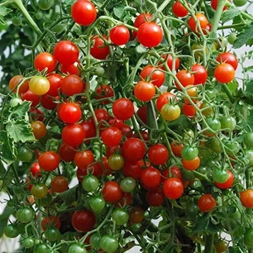 30+ Sweet Pea Currant Tomato Seeds – TINY – 1000’s of Tomatoes ———— RARE
