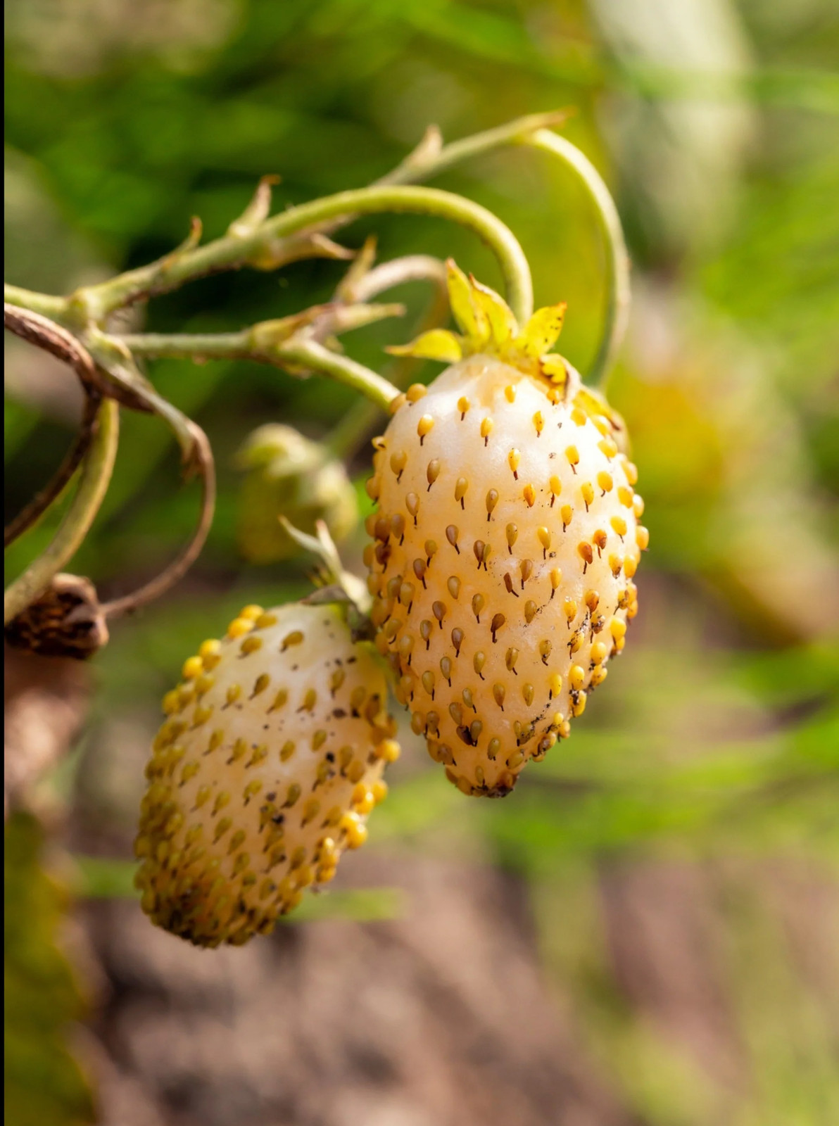 100 YELLOW WONDER STRAWBERRY Everbearing Heirloom Fragaria Vesca Fruit Seeds