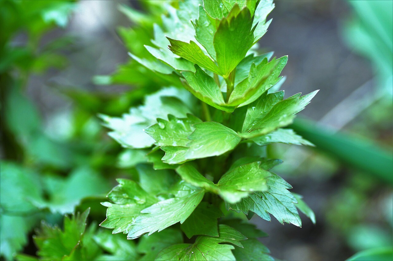 400 Lovage seeds Levisticum officinale