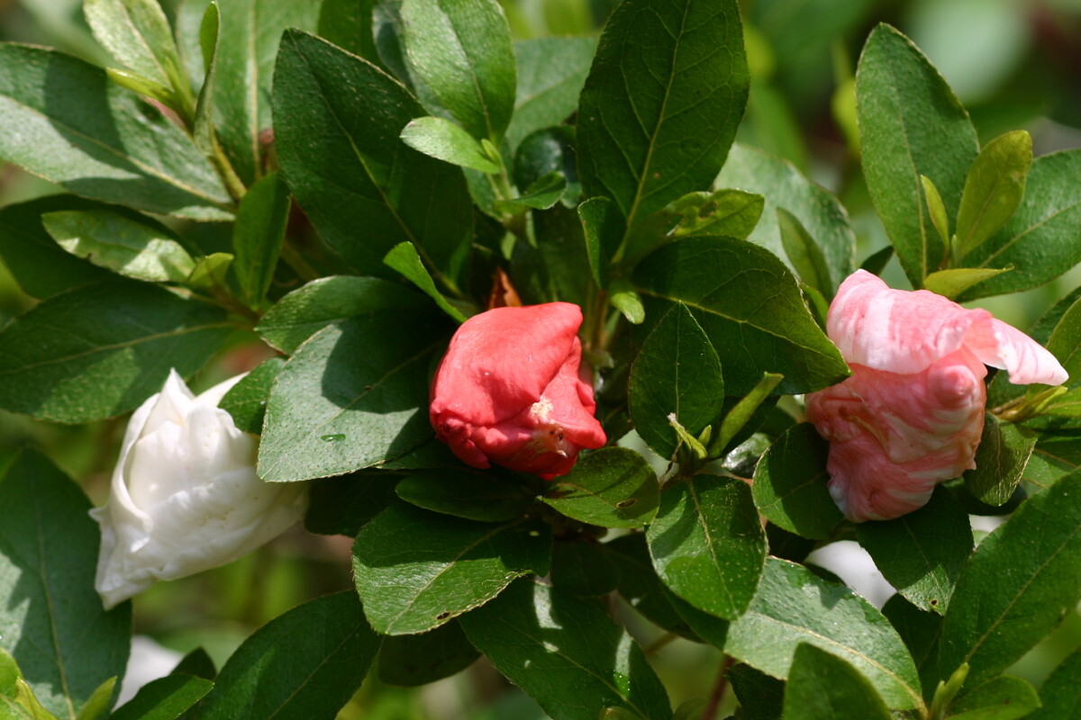 ~~TAMA NO HADA~~Azalea Rhododendron Deciduous Starter Plant~3 COLORS AT ONCE!!!