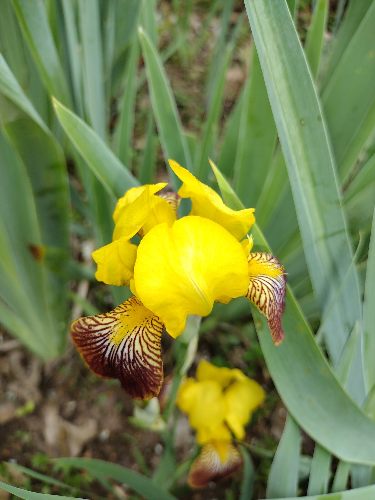 5x MIXED VARIETIES/COLORS BEARDED IRIS BULBS RHIZOMES