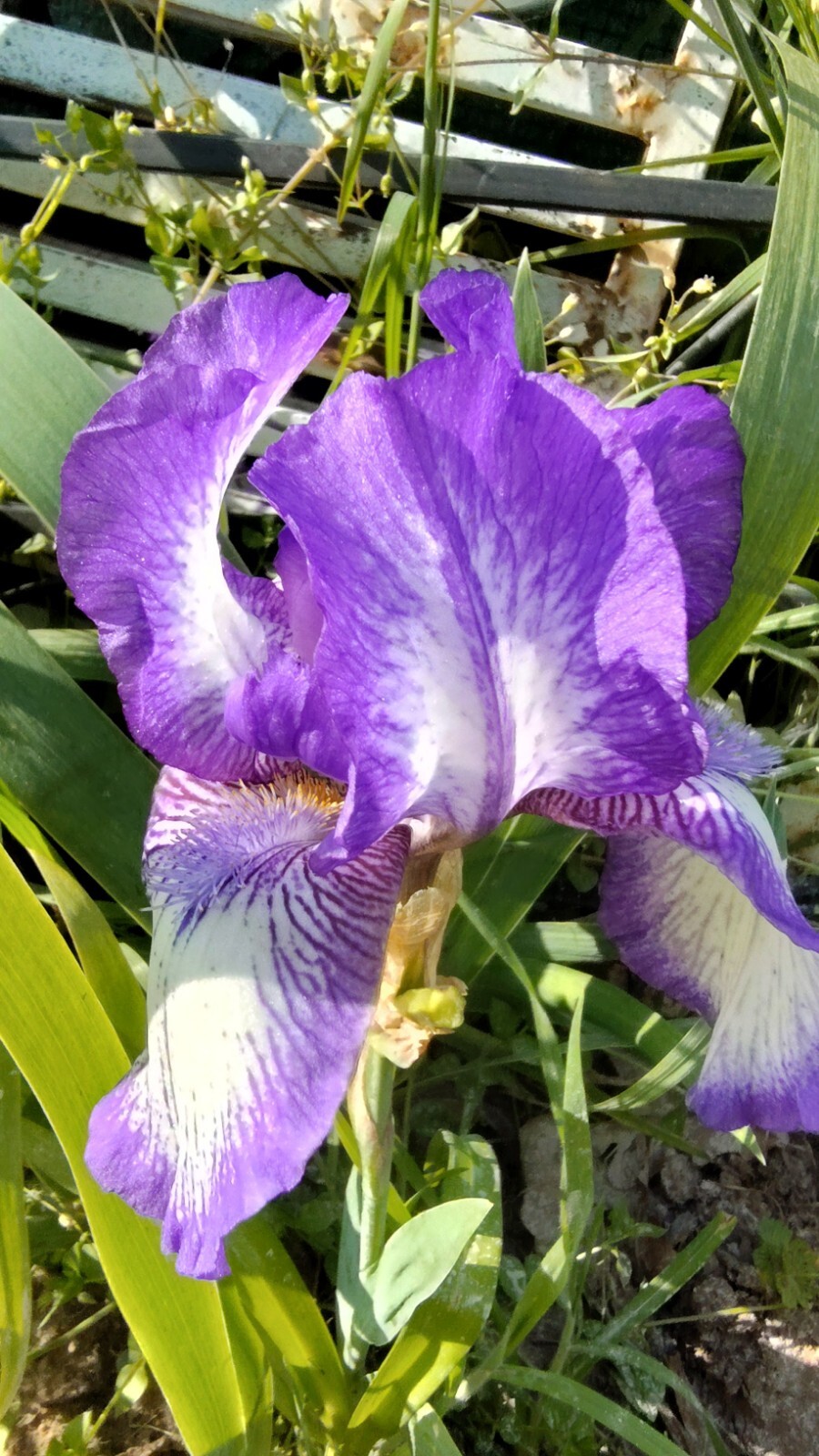 10x MIXED VARIETIES/COLORS IRIS BULBS RHIZOMES (Will BE TALL) Fresh