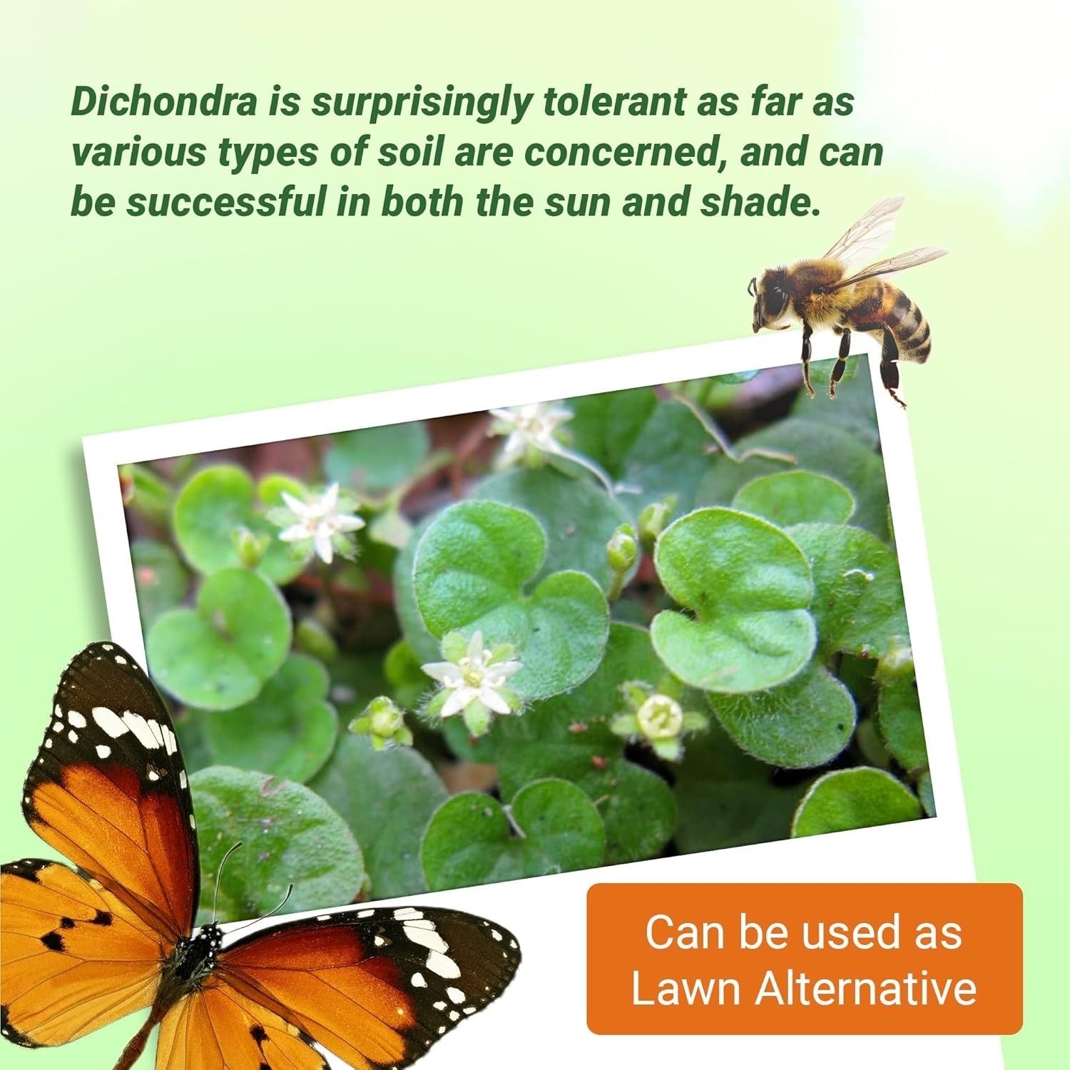 Drought-Tolerant Dichondra Seeds – Sun & Shade Ground Cover