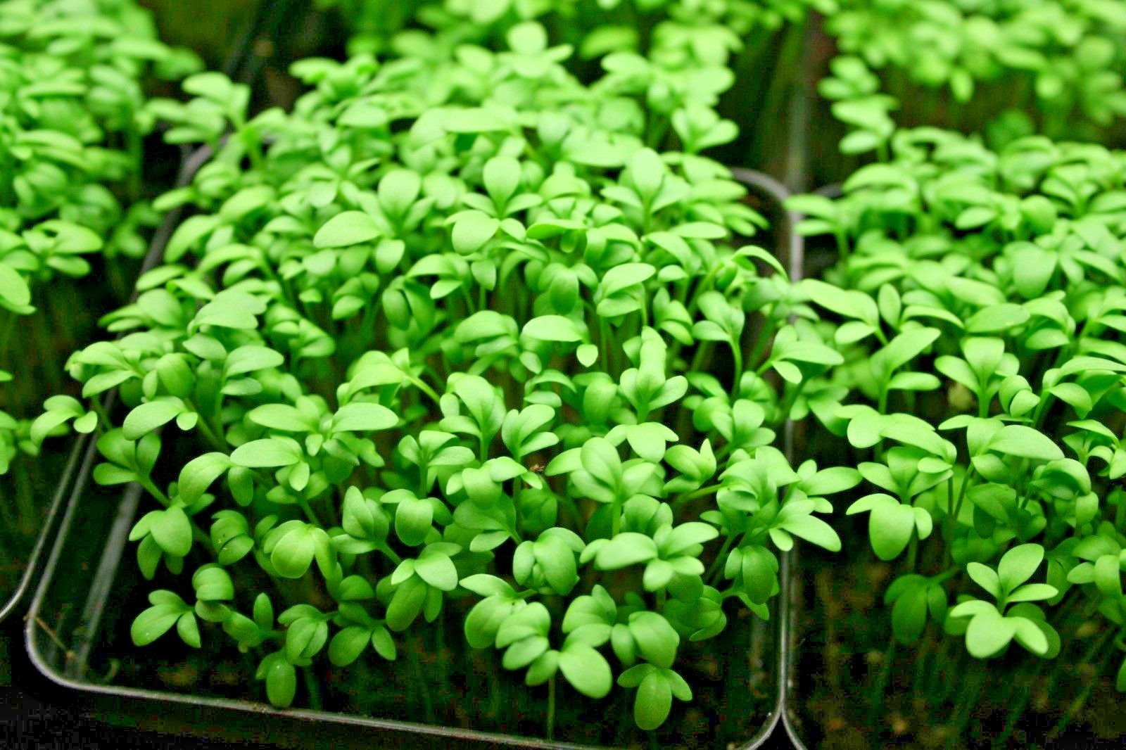 1001+CURLED CRESS Seeds Organic Indoor Container Sprouting Shade Garden Spring