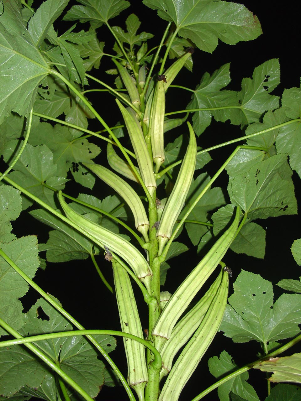 okra, CLEMSON SPINELESS, prolific, 55 SEEDS! GroCo