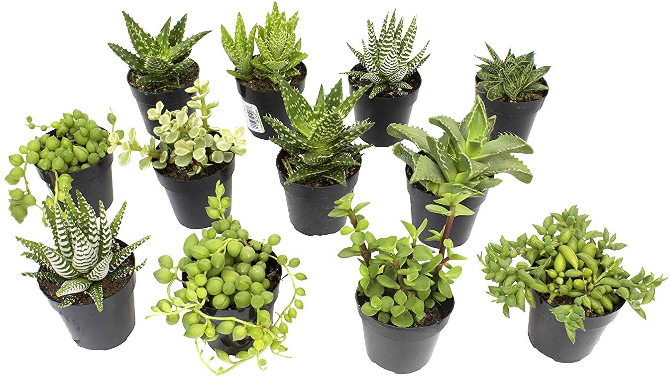 , Assorted Succulents Plants Live Houseplants (12PK), Succulent Plants Home O…