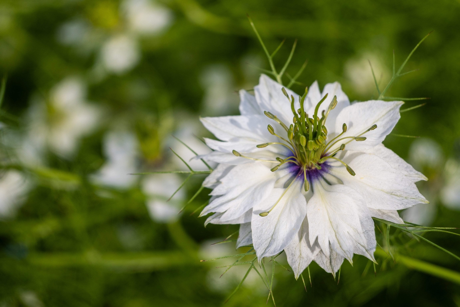 500 WHITE LOVE IN A MIST Nigella Damascena Flower Seeds *Flat S/H