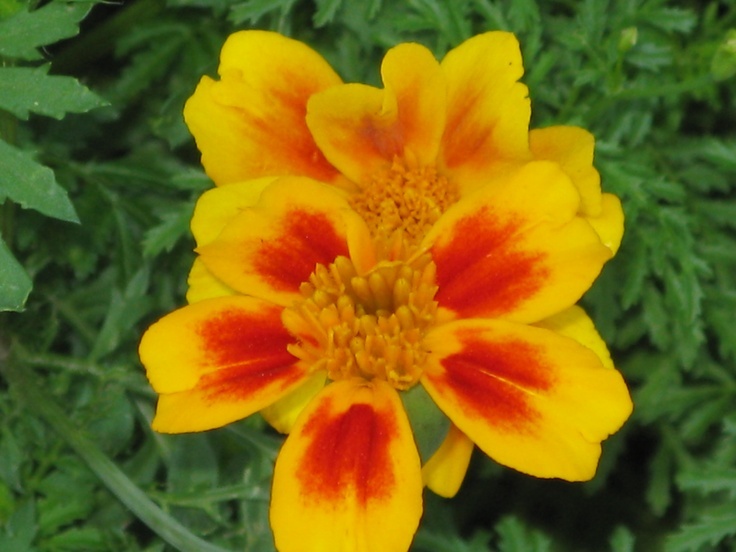 301+Naughty Marietta DWARF FRENCH MARIGOLD Flower Seeds Garden Patio Container