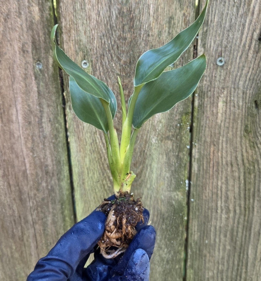 Strelitzia Bird Of Paradise Bundle White And Mandela’s Gold Live Starter Plants