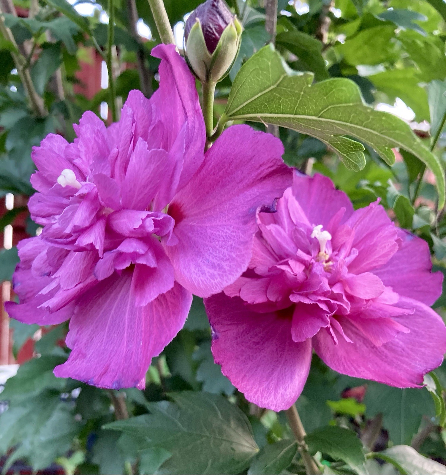 Heat And Cold Hardy Double Magenta Rose Of Sharon/ Hibiscus Syriacus Live Plant