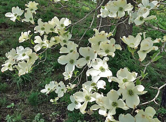 Cornus florida | Flowering Dogwood | 10 Seeds