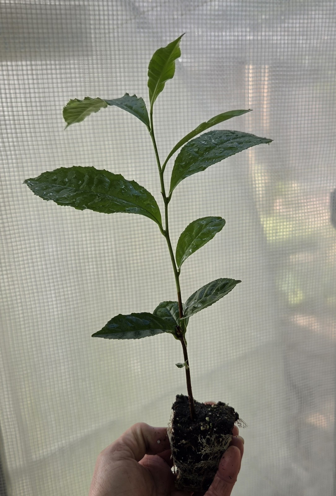 Camellia Sinensis Tea Live Starter Plant