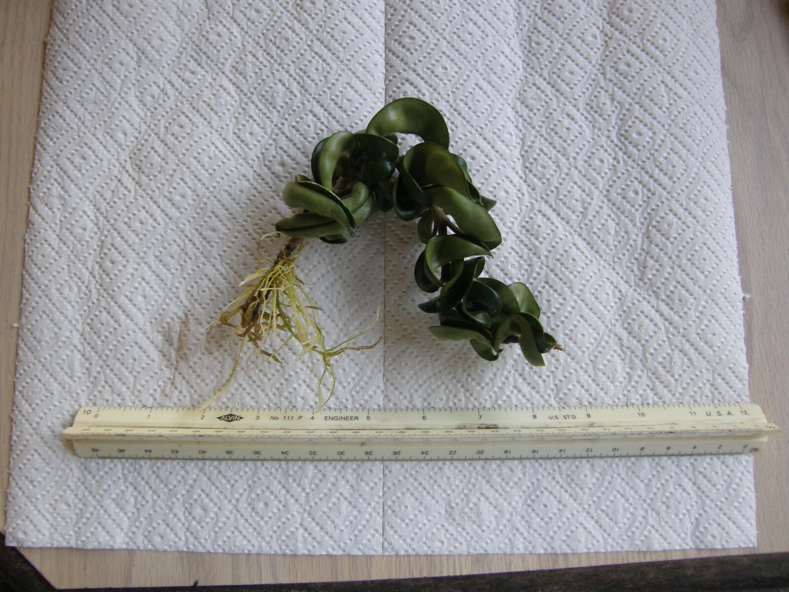 #7869 HOYA CARNOSA COMPACTA KRINKLE KURL HINDU ROPE BARE ROOT PLANT FIVE+ INCHES