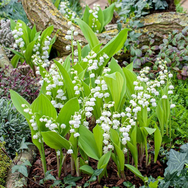 5 Lily of The Valley Bare Roots – Convallaria Majalis – Lily of The Valley Bulbs