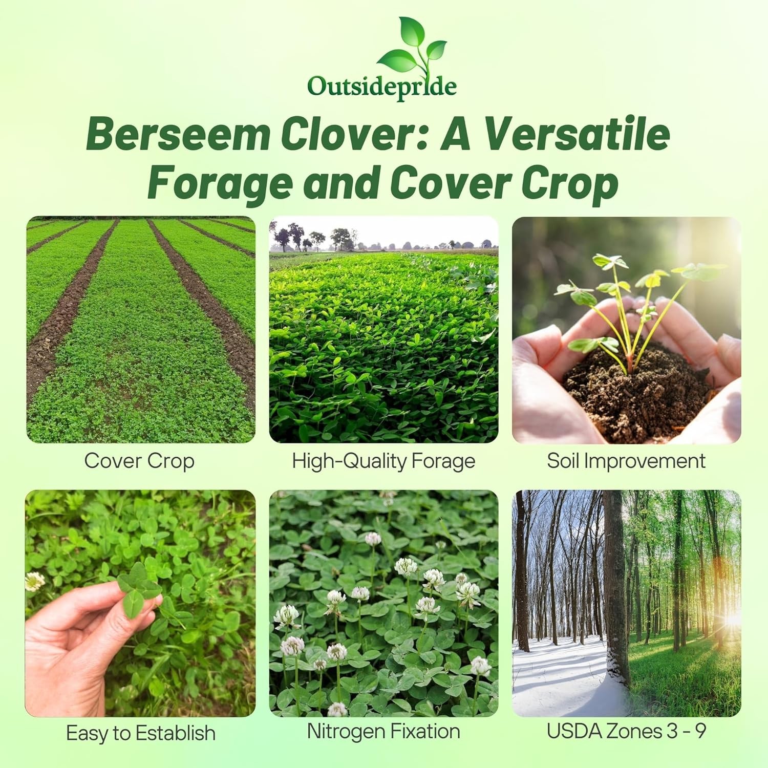 10 LBS Berseem Clover Seeds For Deer Food Plots, Cover Crops