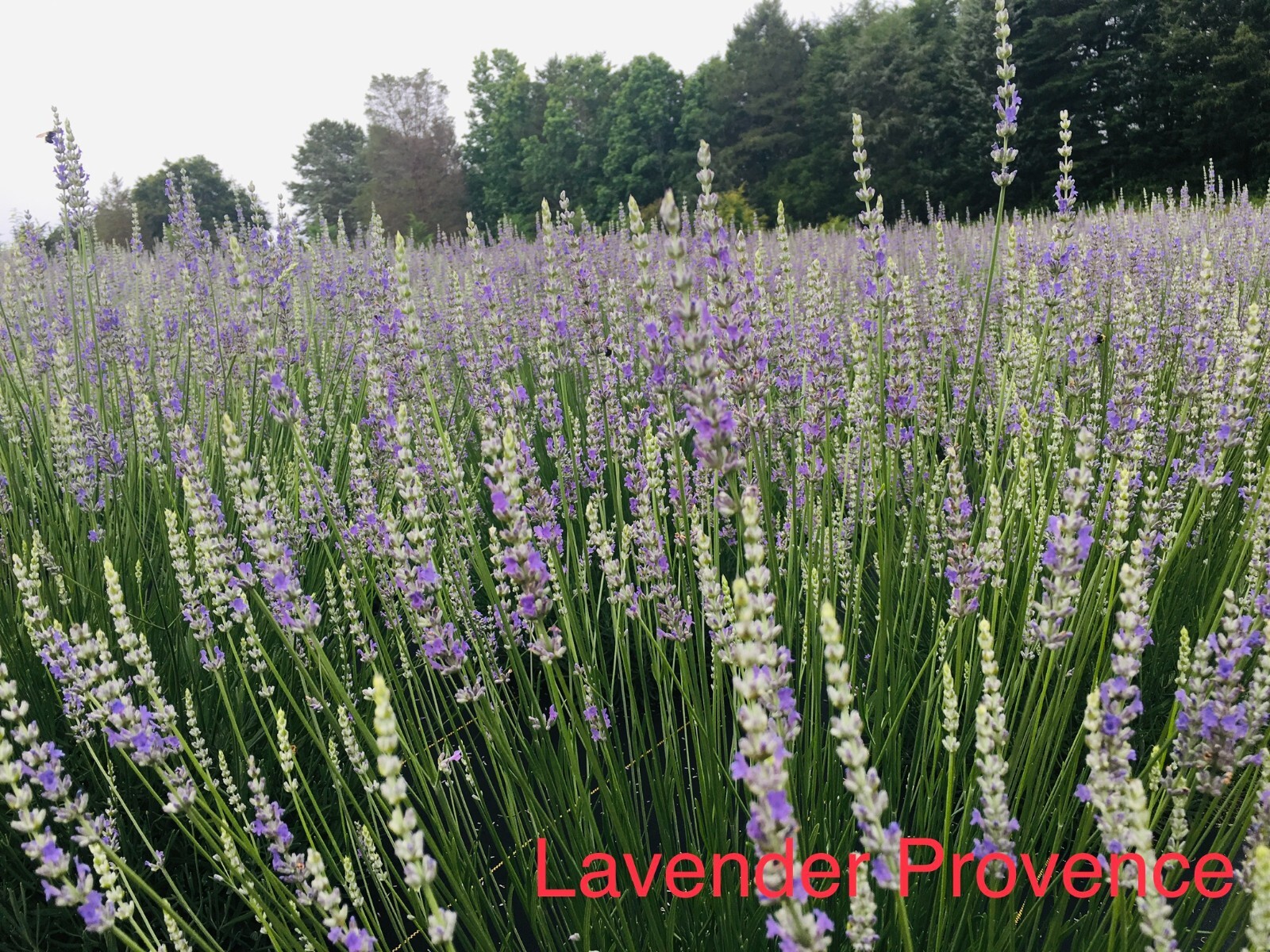 Provence Lavender Live Plant, Healthy Starter, Very Fragrant French Lavender