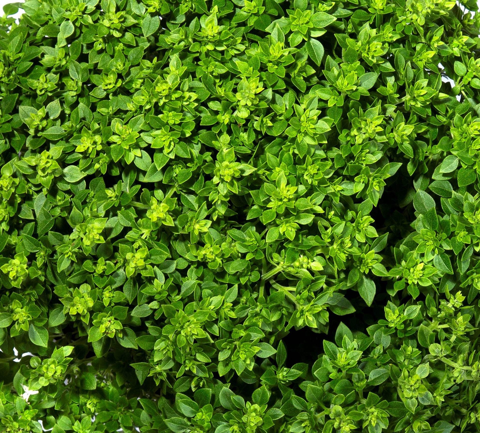 500 DWARF GREEK BASIL Ocimum Basilicum Fragrant Spicy Small Leaf Herb Seeds