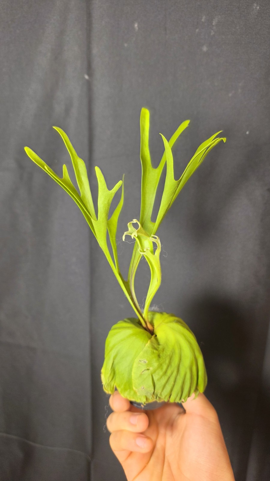 RARE Platycerium Ridleyi “Nano” USA SELLER